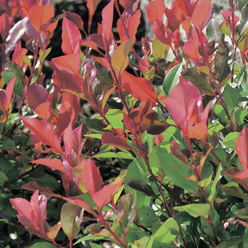 Visuel 1 du produit Photinia ‘Red Robin’ rouge. Le pot de 7L