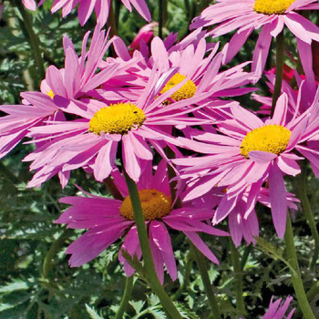 Visuel 1 du produit Pyrethre Rose - Le pot de 9 x 9 cm