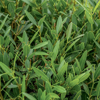 Visuel 1 du produit Filaire vert. Le pot de 3L