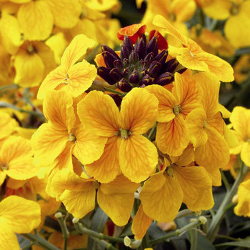 Visuel 1 du produit Erysimum ou Giroflée à fleurs multicolores - Le pot de 1 litre