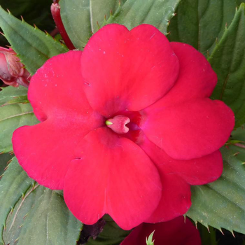 Visuel 1 du produit Impatiens ou Impatience de Nouvelle-Guinée à fleurs multicolores - La suspension de 6,5 litres