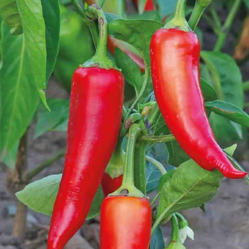 Visuel 1 du produit Piment De Cayenne Bio. Le pot de 10,5 cm