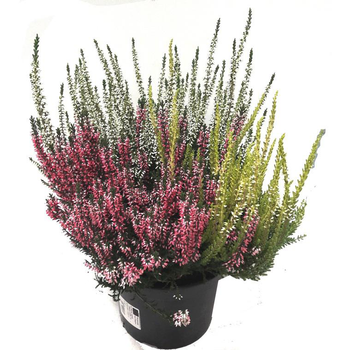 Visuel 1 du produit Erica Calluna Trio - Le pot de 17 cm