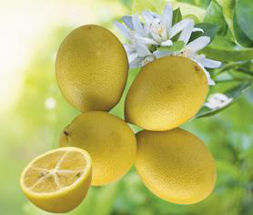 Visuel 1 du produit Vin crémant de Die grut Grande Réserve bio Jaillance - 75 cl