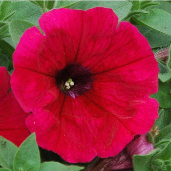 Visuel 1 du produit Pétunia retombant rouge - Le pack de 6 plants