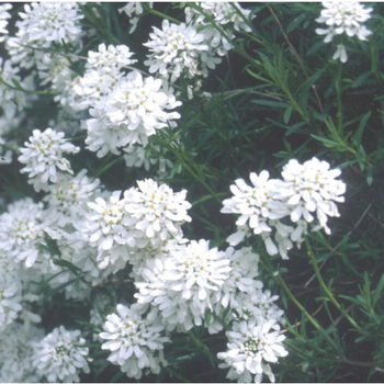 Visuel 1 du produit Iberis Sempervirens. Le pot de 2,5 litres