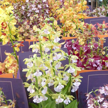 Visuel 1 du produit Orchidee Vivace Calanthe - Le pot de 12 cm