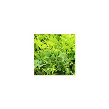 Visuel 1 du produit Nandina lemon and lime jaune en pot