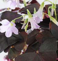 Visuel 1 du produit Oxalis trèfle à 4 feuilles - Le pot de 2 litres