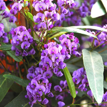 Visuel 1 du produit Hardenbergia Violacea Tippi - Le pot de 5 litres