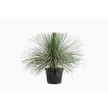 Visuel 1 du produit Dasylirion Serratifolium en pot de 80 L vert