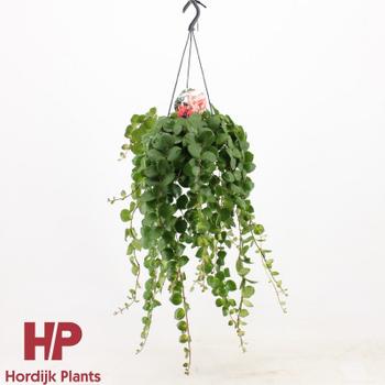 Visuel 1 du produit Aeschynanthus pink polka. La suspension de Ø 15 cm x H 40 cm