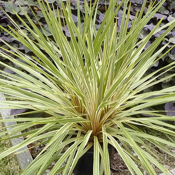 Visuel 1 du produit Cordyline australis Fantasy® coloris vert – 3,5 L