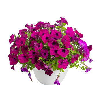 Visuel 1 du produit Pétunia retombant - Le pot de 5 litres