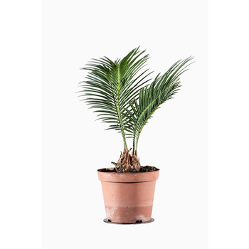 Visuel 1 du produit Cycas Revoluta. Le pot de 1 litre