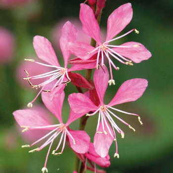 Visuel 1 du produit Gaura Rose - Le pot de 9 x 9 cm