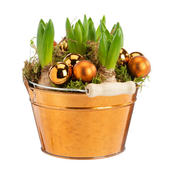 Visuel 1 du produit Jacinthe x 5 coupe cuivre - Ø 15 cm