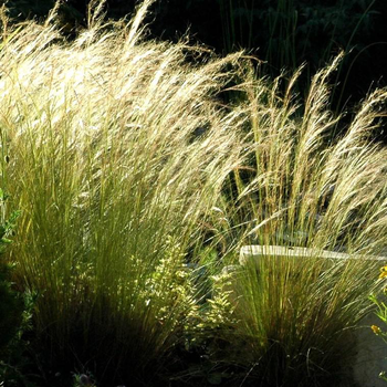 Visuel 1 du produit Stipa cheveux d'anges - Le pot de 1 litre