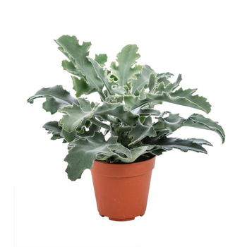 Visuel 1 du produit Kalanchoe Beharensis – Pot de Ø12 cm