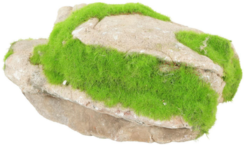 Visuel 1 du produit Pierre grise avec plante aquatique pour aquarium Zolux grey stone « ki pousse » M