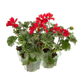Visuel 1 du produit Geranium lierre double - La barquette de 4 plants