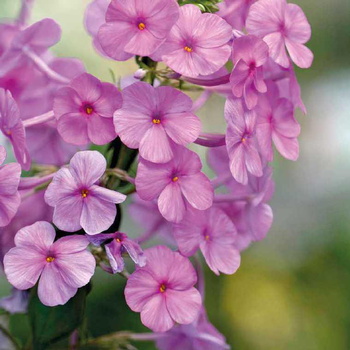 Visuel 1 du produit Phlox Maculata Rose - Le pot de 9 x 9 cm