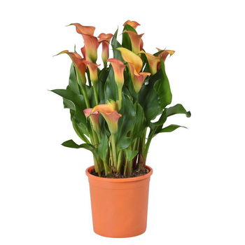 Visuel 1 du produit Arum de - Le pot diam 12 cm