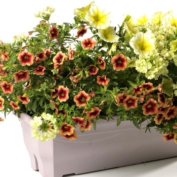 Visuel 1 du produit Jardinière inspiration - La jardinière de 40 cm