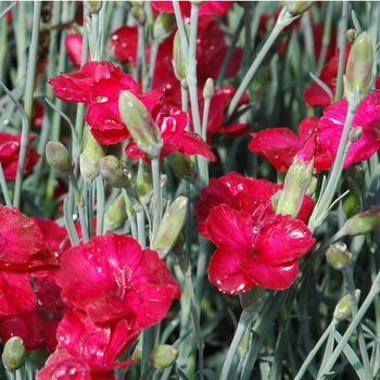 Visuel 1 du produit Oeillet Mignardise Cosmopolitan - Le pot de 2 litres