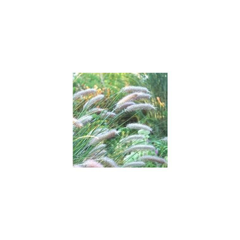 Visuel 1 du produit Pennisetum Alopecuroides Moudry - Le pot de 7 litres