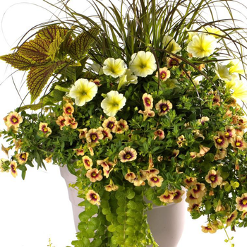 Visuel 1 du produit Pot Inspiration - Le pot de 11 litres