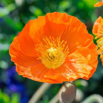 Visuel 1 du produit Pavot d’Islande orange - Le pot de 2 litres