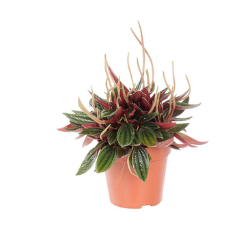 Visuel 1 du produit Peperomia rosso Ø 12 cm