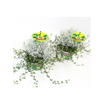 Visuel 1 du produit Muehlenbeckia et Calocephalus - Le pot de 12 cm