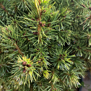 Visuel 1 du produit Epicéa du Colorado (Picea Pungens) Koster 60/80. Le pot de 5 litres