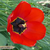 Visuel 1 du produit Tulipe - Le pot de 10,5 cm