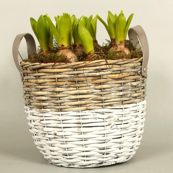 Visuel 1 du produit Jacinthes multicolores x 5 dans un pot en terre blanc