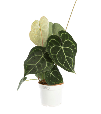 Visuel 1 du produit Anthurium Clarinervium vert. Le pot Ø 17 cm