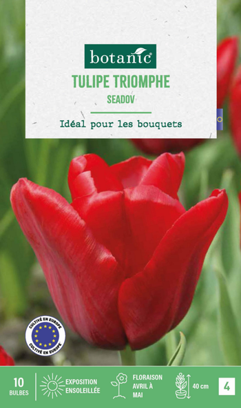 Visuel 1 du produit Tulipe Seadov botanic® - 10 bulbes