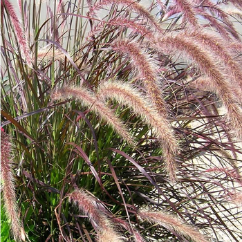 Visuel 1 du produit Pennisetum pourpre - Le pot de 5 litres