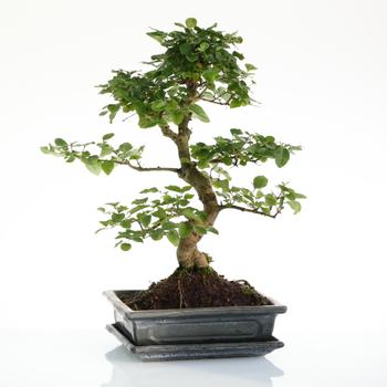 Visuel 1 du produit Bonsaï Ligustrum botanic® taille 5,5. Le pot