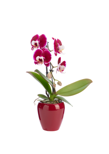 Visuel 1 du produit Phalaenopsis swan avec un cache-pot en céramique coloris blanc - Ø 7 cm H 30 cm