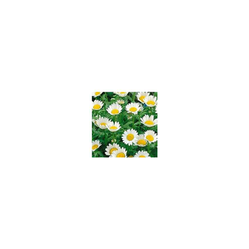 Visuel 1 du produit Chrysanthemum Paludosum - Le pot de 10.5 cm