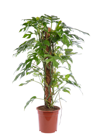 Visuel 1 du produit Monstera minima vert. Le pot Ø 17 cm