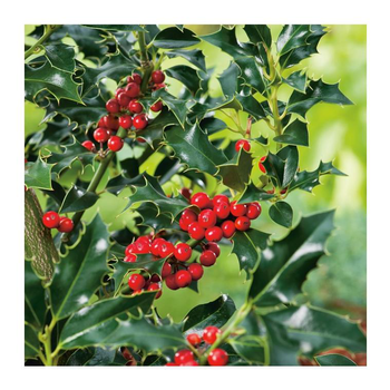 Visuel 1 du produit Houx Crenata Dark Green - pot 2 L