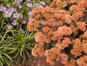 Visuel 1 du produit Sédum ‘Tiramisu’ - Le pot de 2 litres