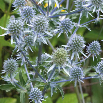 Visuel 1 du produit Eryngium Planum Argente - Le pot de 9 x 9 cm