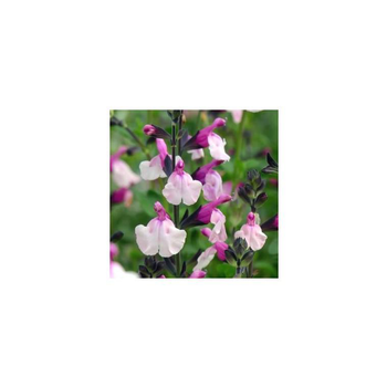 Visuel 1 du produit Salvia Microphylla Dancing dolls - Le pot de 3 litres