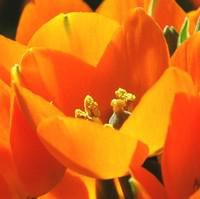 Visuel 1 du produit Ornithogalum Balansae - Le pot de 10.5 cm