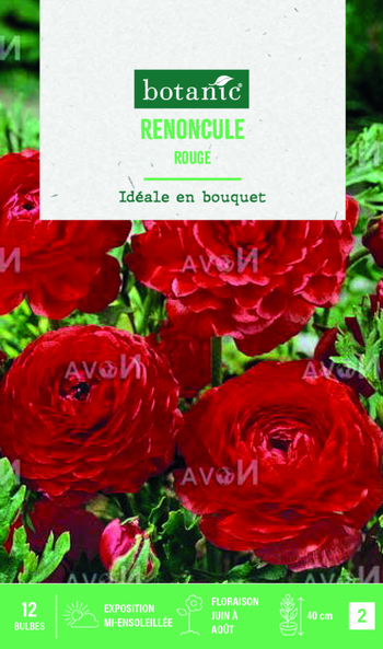 Visuel 1 du produit Bulbes de fleurs Renoncule asiatique rouge botanic® – 12 bulbes